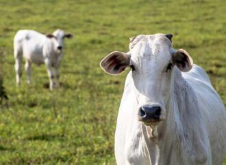 Canadá abre mercado para importação de carne brasileira